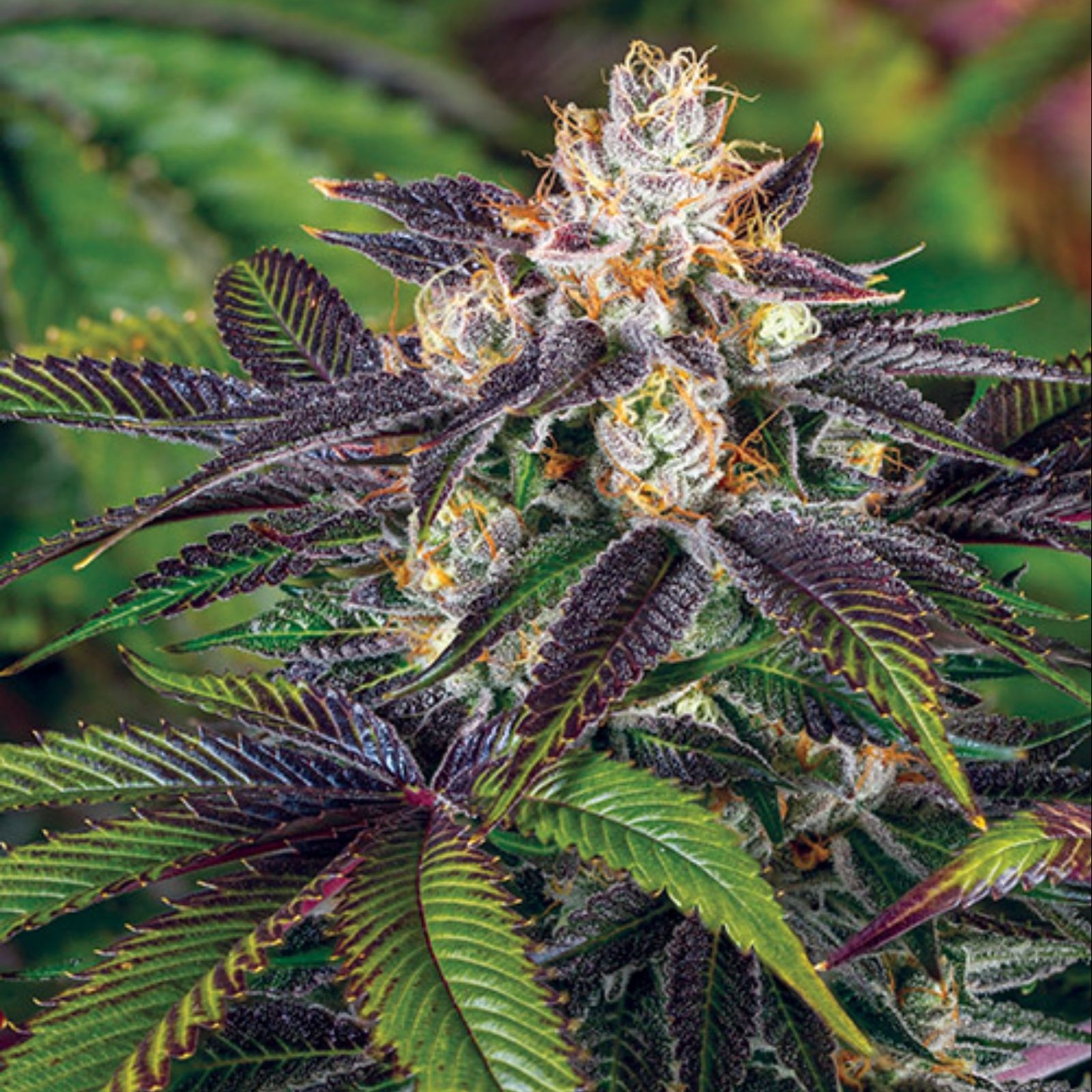 Premium Seed Market Scooby Snacks 1 seeds Leafly